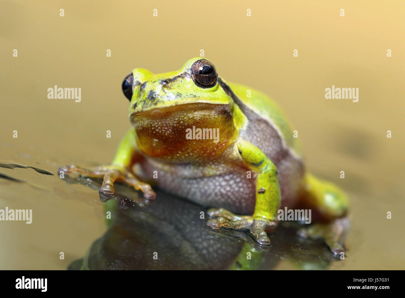 Européenne mignon grenouille d'arbre debout sur la surface de verre humide ( Hyla arborea ) Banque D'Images