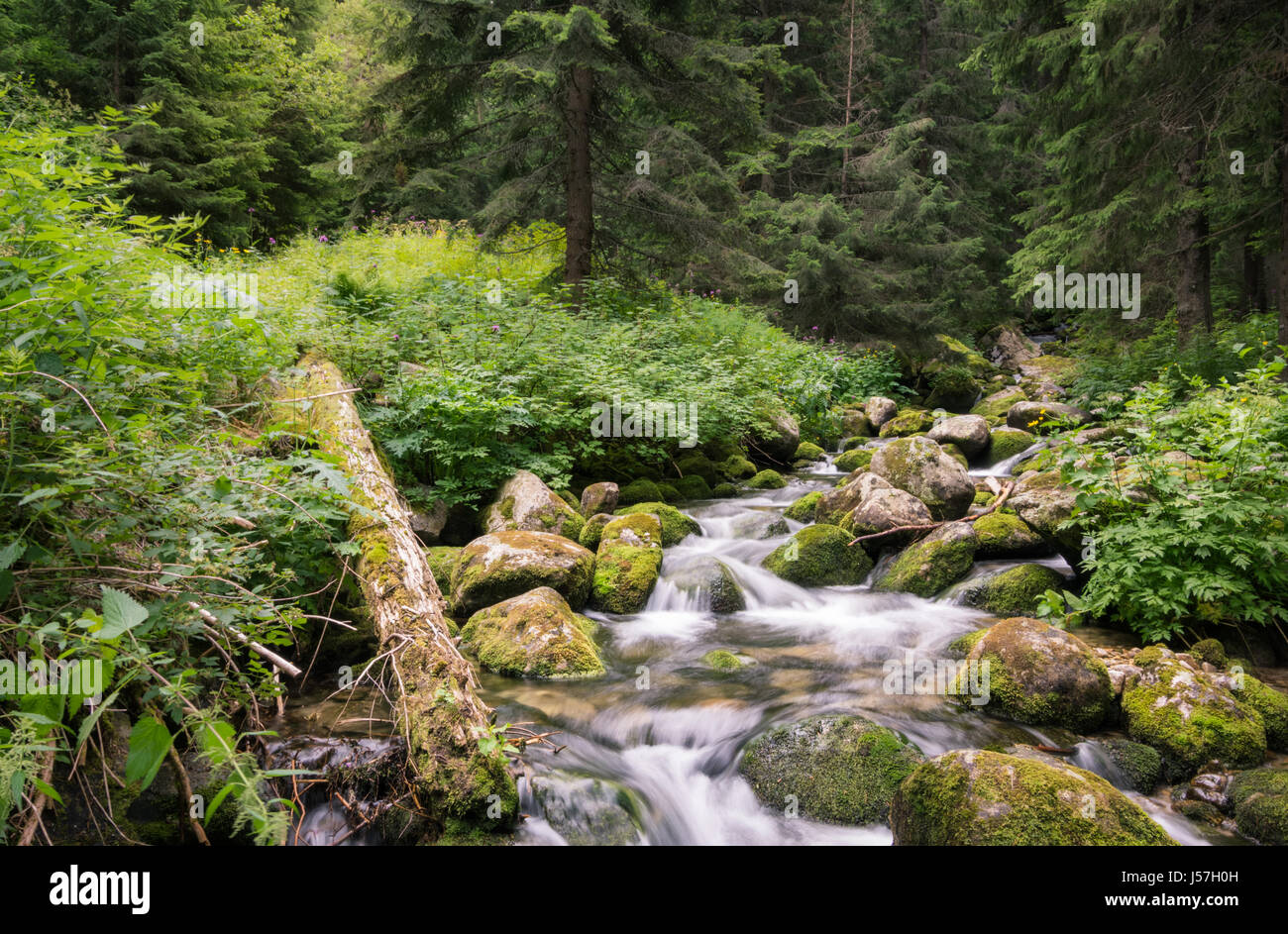 Forest stream au Rila National Park sur la piste Mt. Musla, Bulgarie Banque D'Images