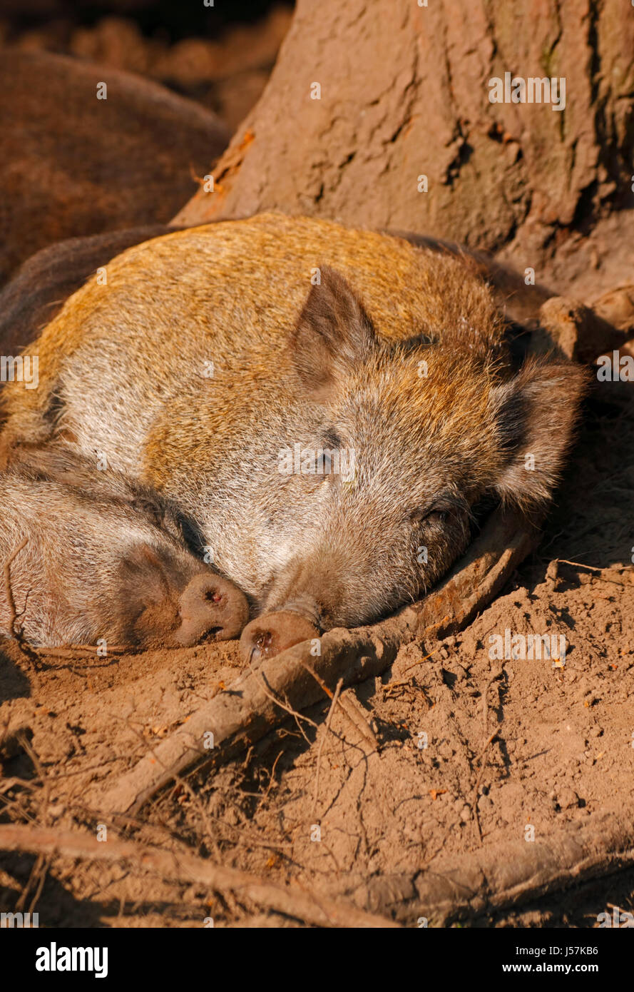 Dormir sur les sangliers (Sus scrofa). L'Europe, Pologne, Holy Cross Mountains. Banque D'Images