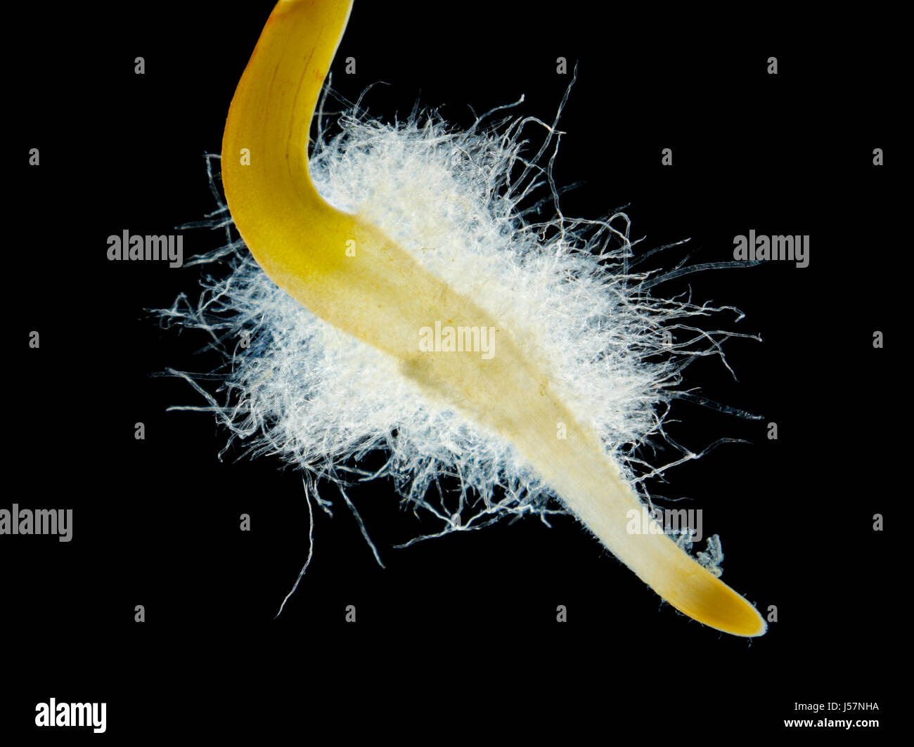 Le piment (Capsicum annuum) cheveux racinaires des semis de près. Darkfield illumination. Banque D'Images