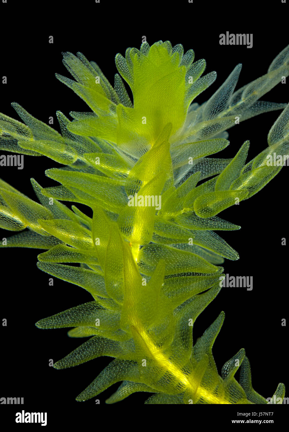 Vue microscopique de la mousse de tourbe (Sphagnum). La lumière polarisée, polariseurs croisés. Banque D'Images