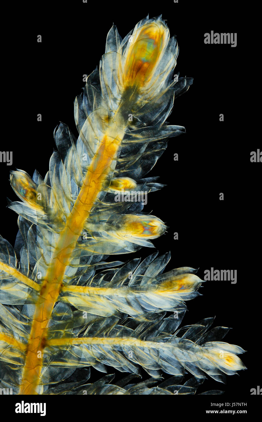Vue microscopique de mousse Pleurozium schreberi. La lumière polarisée, polariseurs croisés. Banque D'Images