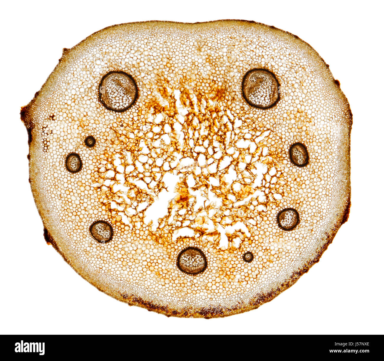 Vue microscopique de fougère mâle (Dryopteris filix-mas) la section de la tige de frondes. L'éclairage à fond clair. Banque D'Images