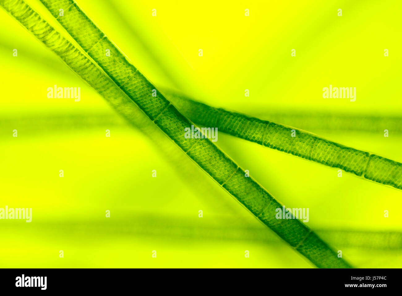 Vue microscopique d'algue verte (Spirogyra). Rheinberg illumination. Banque D'Images