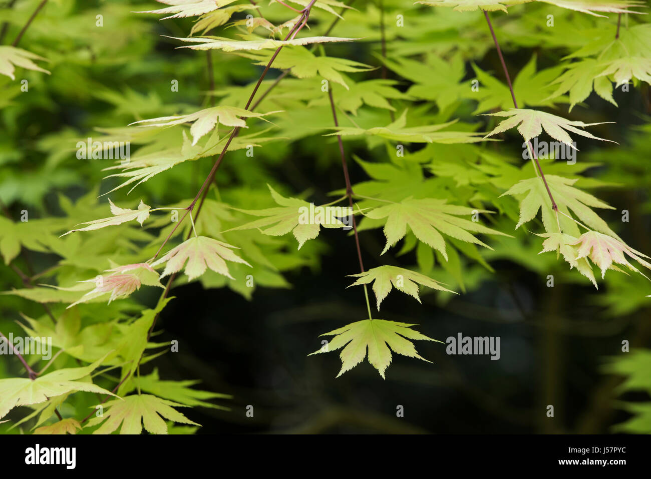 Acer shirasawanum 'Autumn Moon'. L'érable Shirasawa 'Autumn Moon' de feuilles d'arbres en mai. UK Banque D'Images