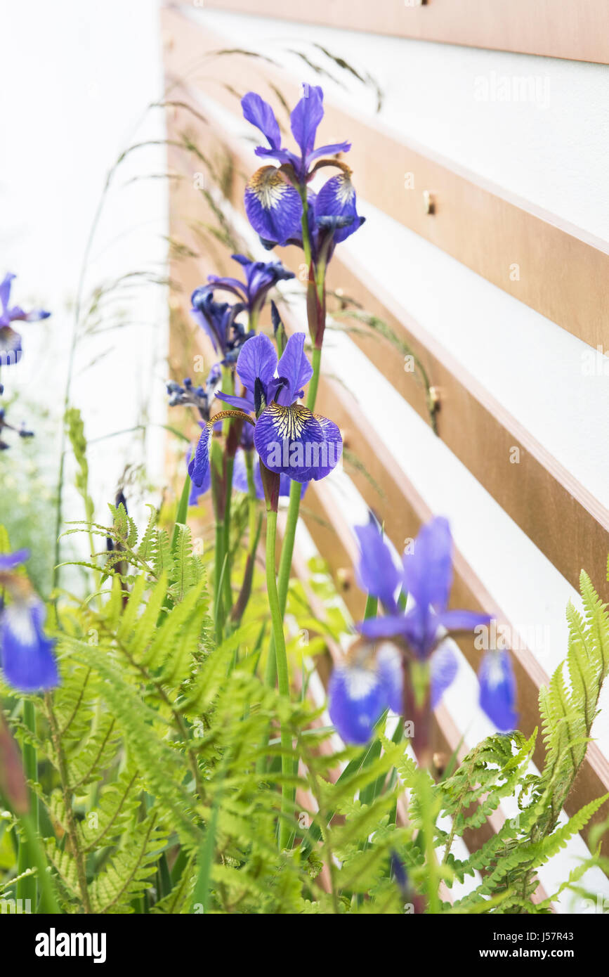 Iris sibirica moléculaire dans le jardin. Malvern RHS spring show 2017. Conçu par Denis Kalachnikov et Bolotova Ekaterina Banque D'Images