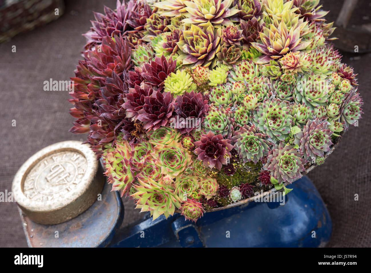 Sempervivum plantes en vieux pèse-personne sur un écran à la flower show. UK Banque D'Images