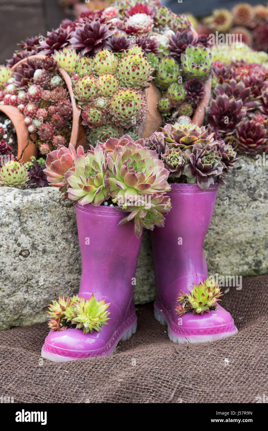 Sempervivum plantes dans Enfants bottes sur un affichage à un flower show. UK Banque D'Images