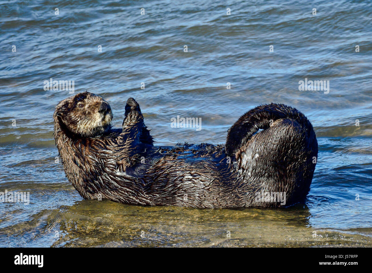 La loutre de mer de Californie Banque D'Images