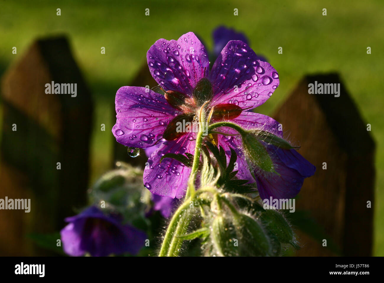 Regardez par-dessus la clôture Banque D'Images