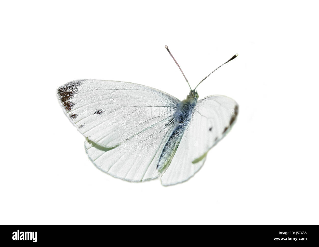 kohlweiling Banque D'Images