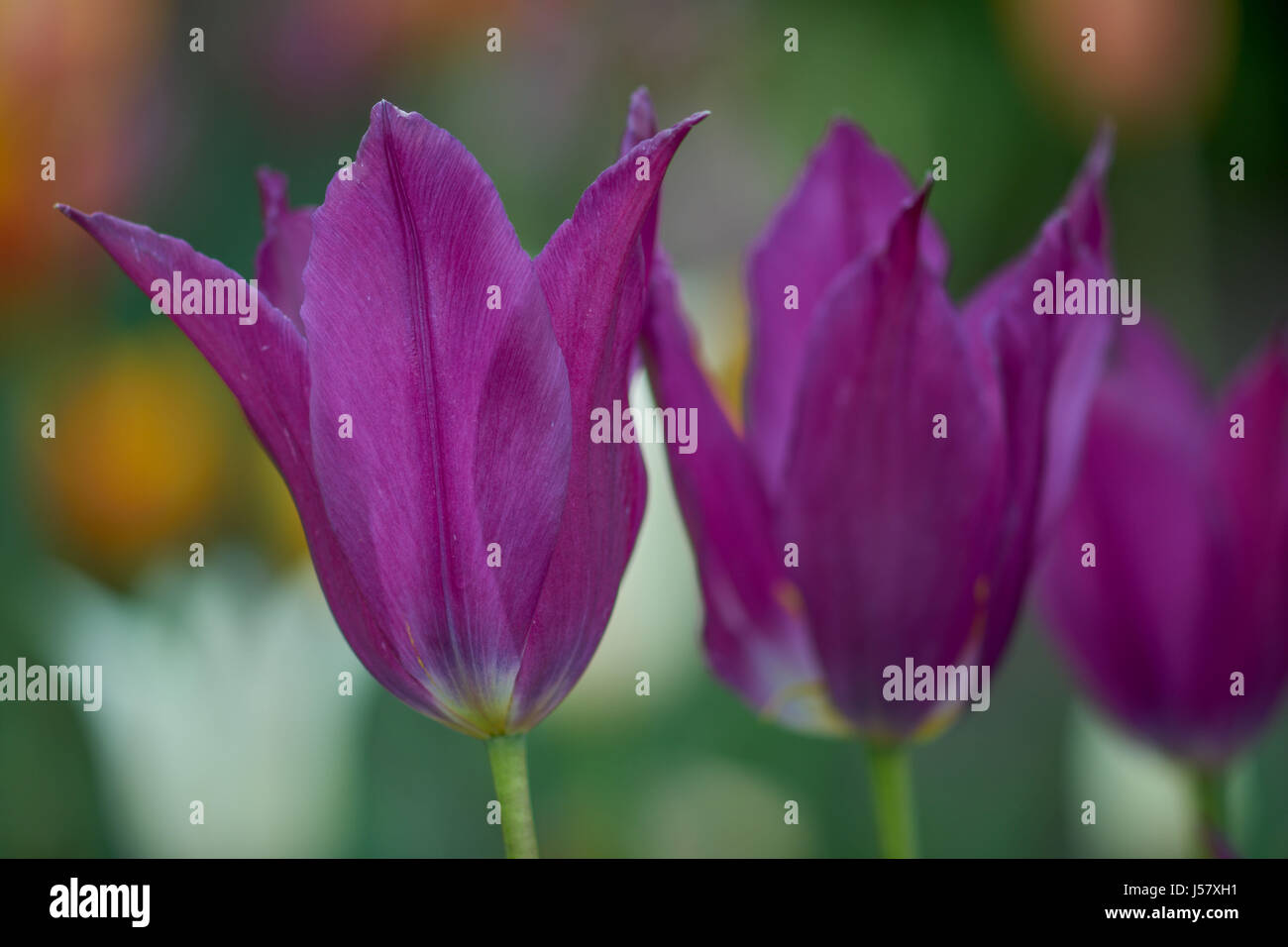 Pourpre violet fleur fleurs tulipes tulipe Tulipa Maytime close up flower blooming Banque D'Images