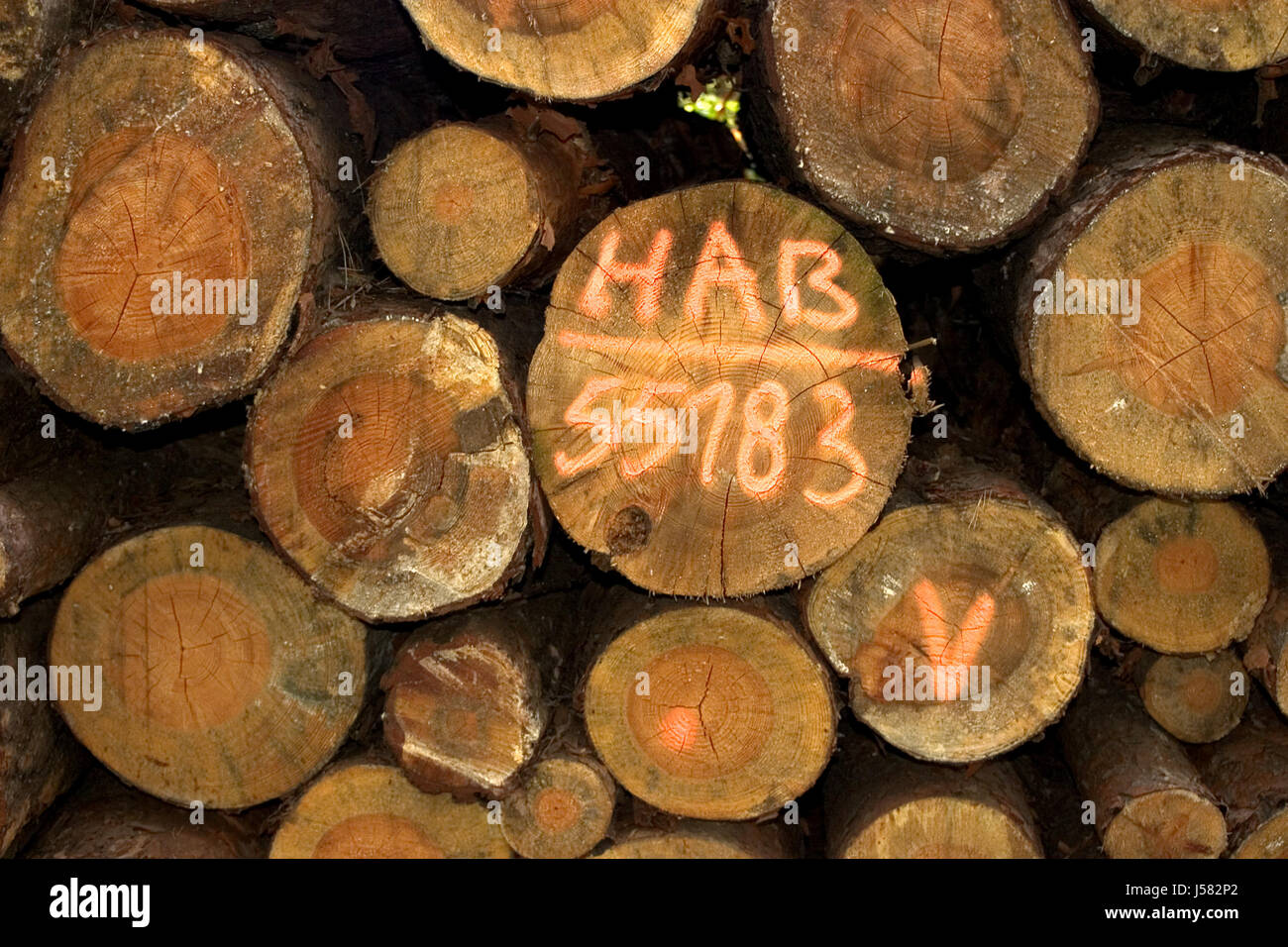 Arbre arbres numérotés marquage bois marqués camp camp de tentes forest Banque D'Images
