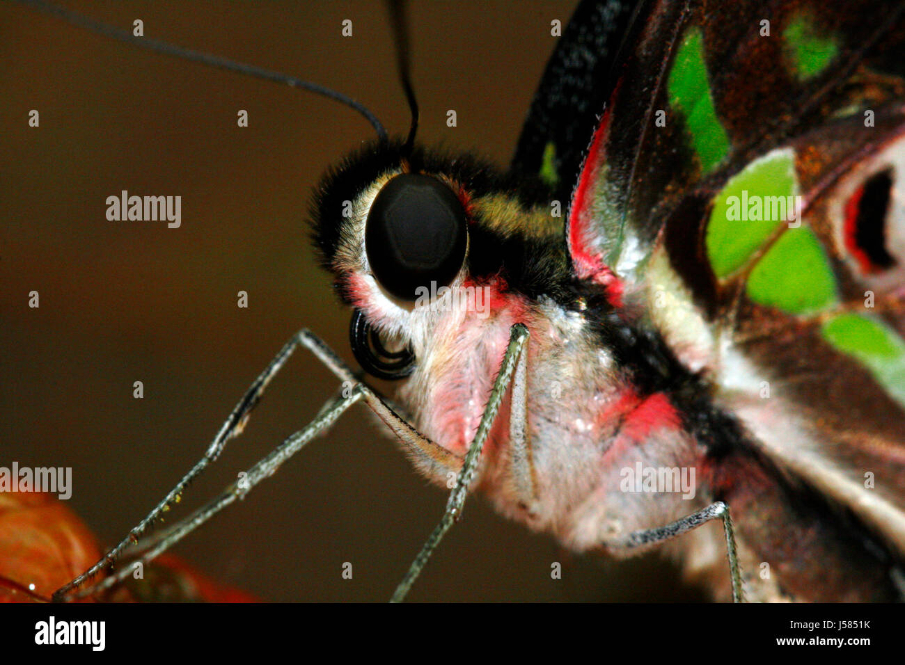 Les jambes d'insecte animal papillon coloré superbe richement multiples Banque D'Images