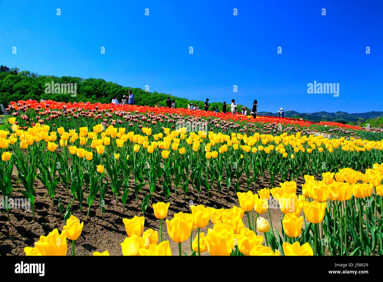 Champ de tulipes à Echigo Hillside Park Ville de Nagaoka Japon Niigata Banque D'Images