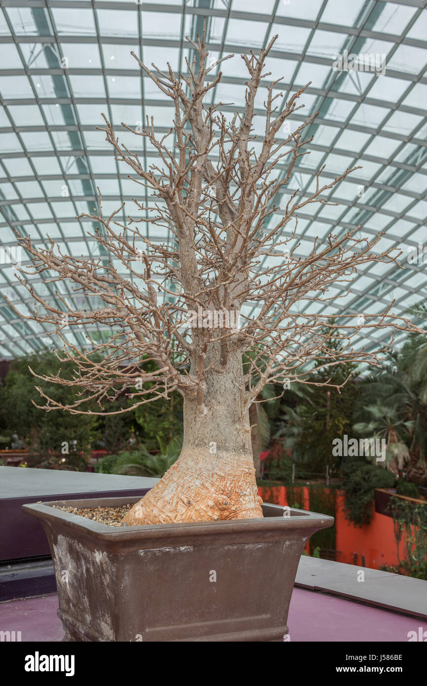 Editorial : Singapour, le 1 avril 2017 - Mini baobab dans un pot de fleur dans le dôme du Gardens by the Bay Banque D'Images