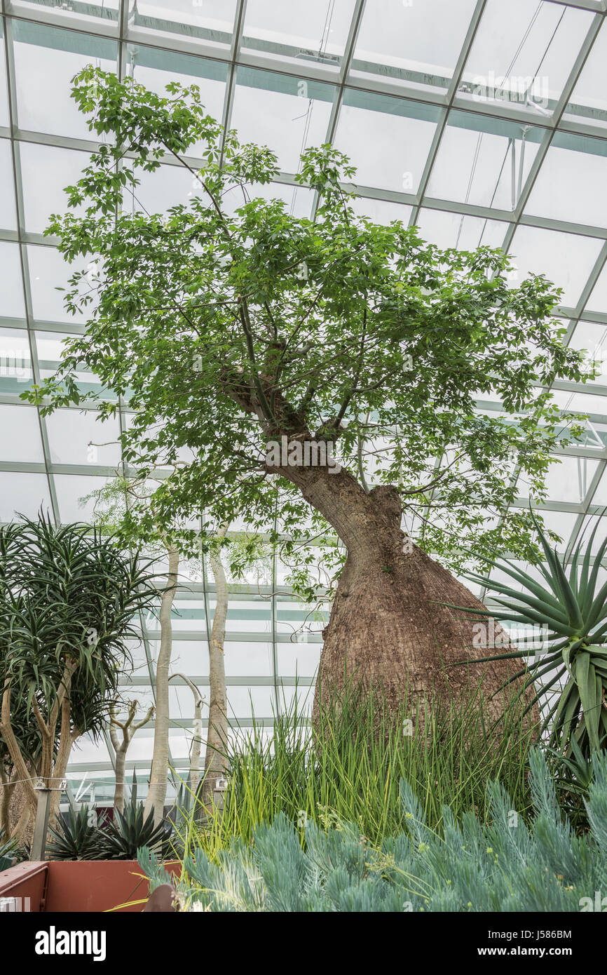 Editorial : Singapour, le 1 avril 2017 - Petit baobab dans le Dôme de fleurs des jardins de la baie Banque D'Images