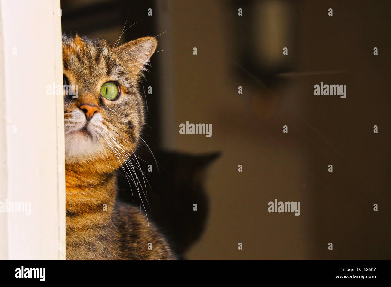 chat Banque D'Images