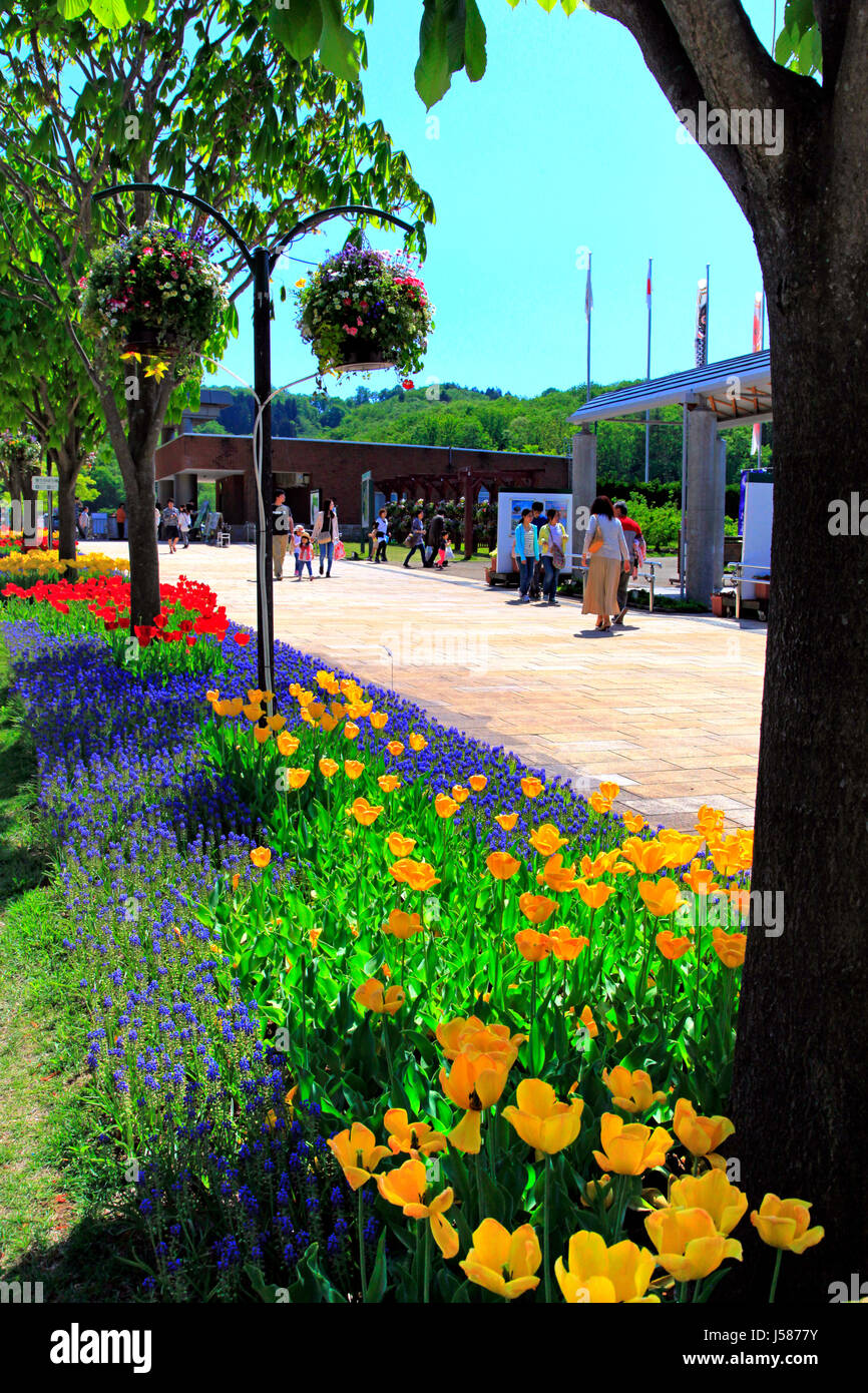 Trottoir Tulip lit à Echigo Hillside Park Ville de Nagaoka Japon Niigata Banque D'Images