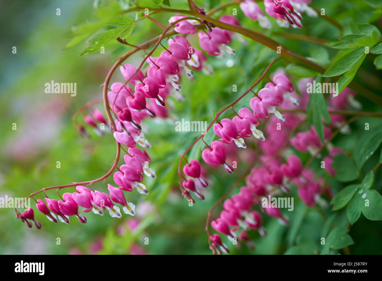 Lamprocapnos spectabilis Dicentra spectabilis coeur Purge purge Asiatique-coeur fleurs close up Banque D'Images