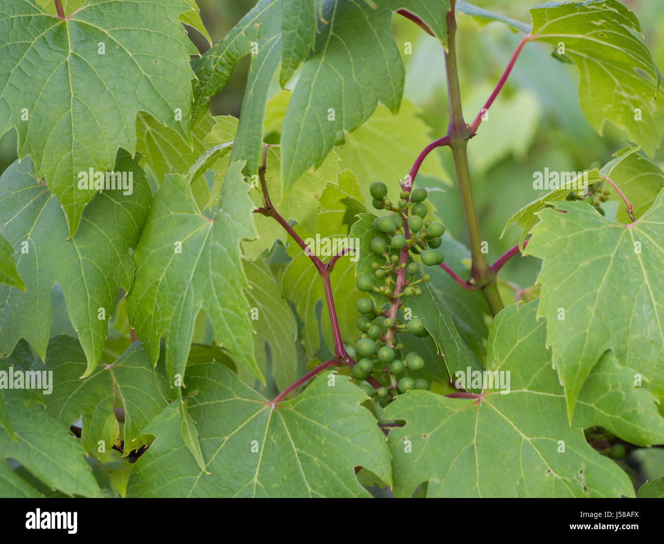 Les jeunes avec des feuilles de vigne - Vitis vinifera Banque D'Images