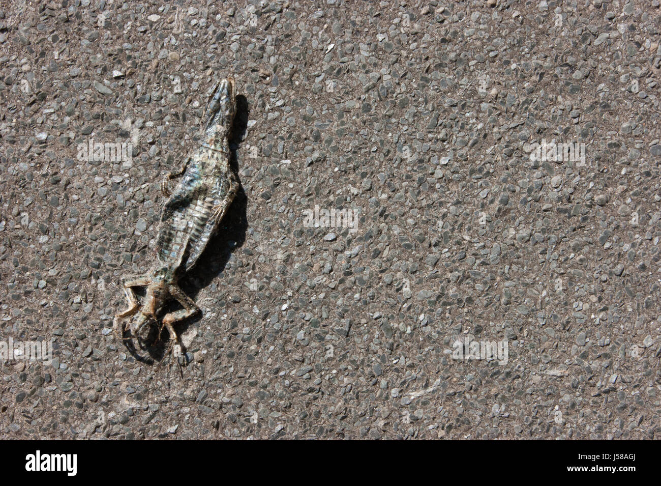 Un lézard mort cadavre tués et momifiés par une intense vague de chaleur de l'été exceptionnellement dans le Nord de l'Italie Banque D'Images