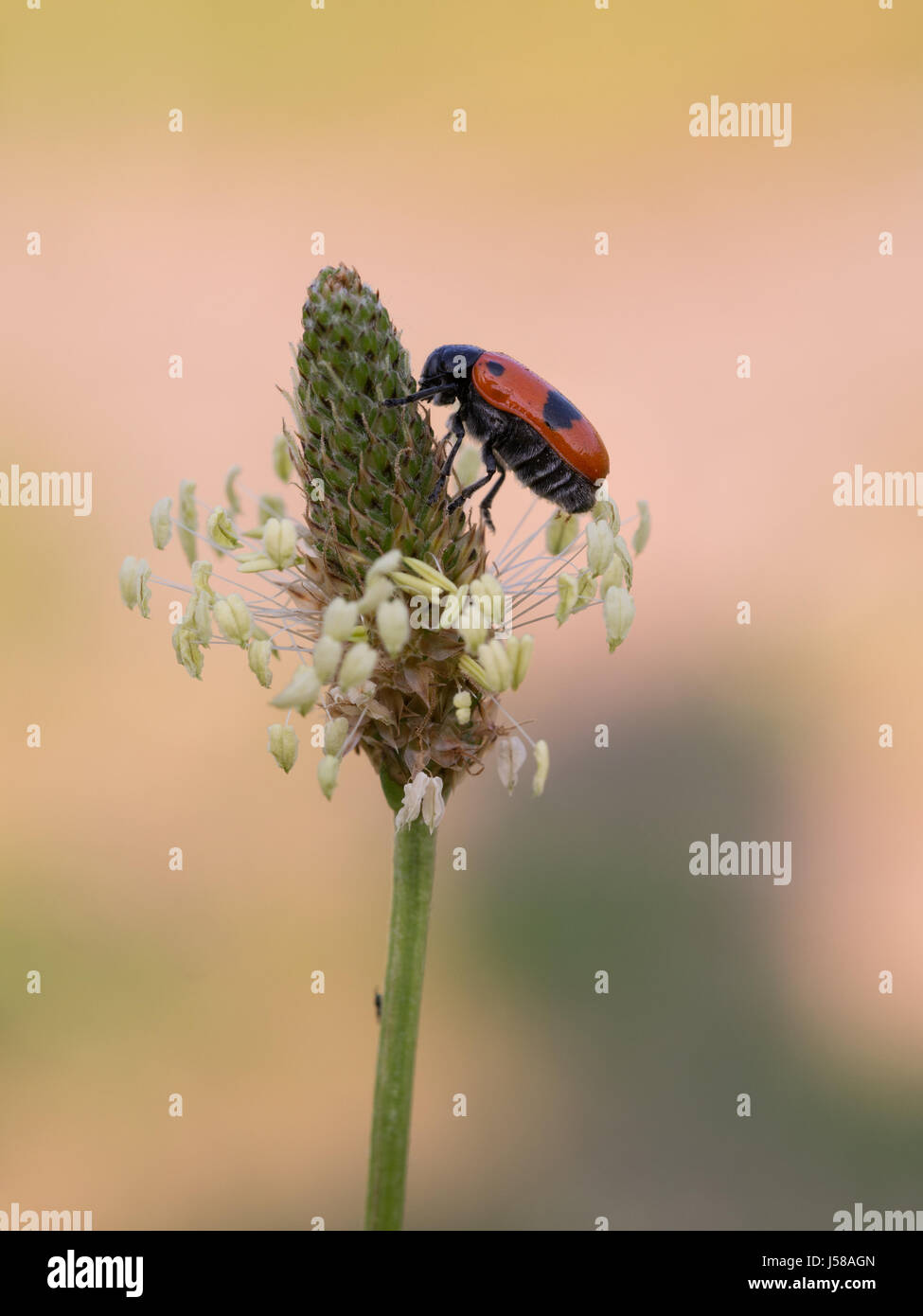 Les iguanes à Clytra laeviuscula leaf beetle - Banque D'Images