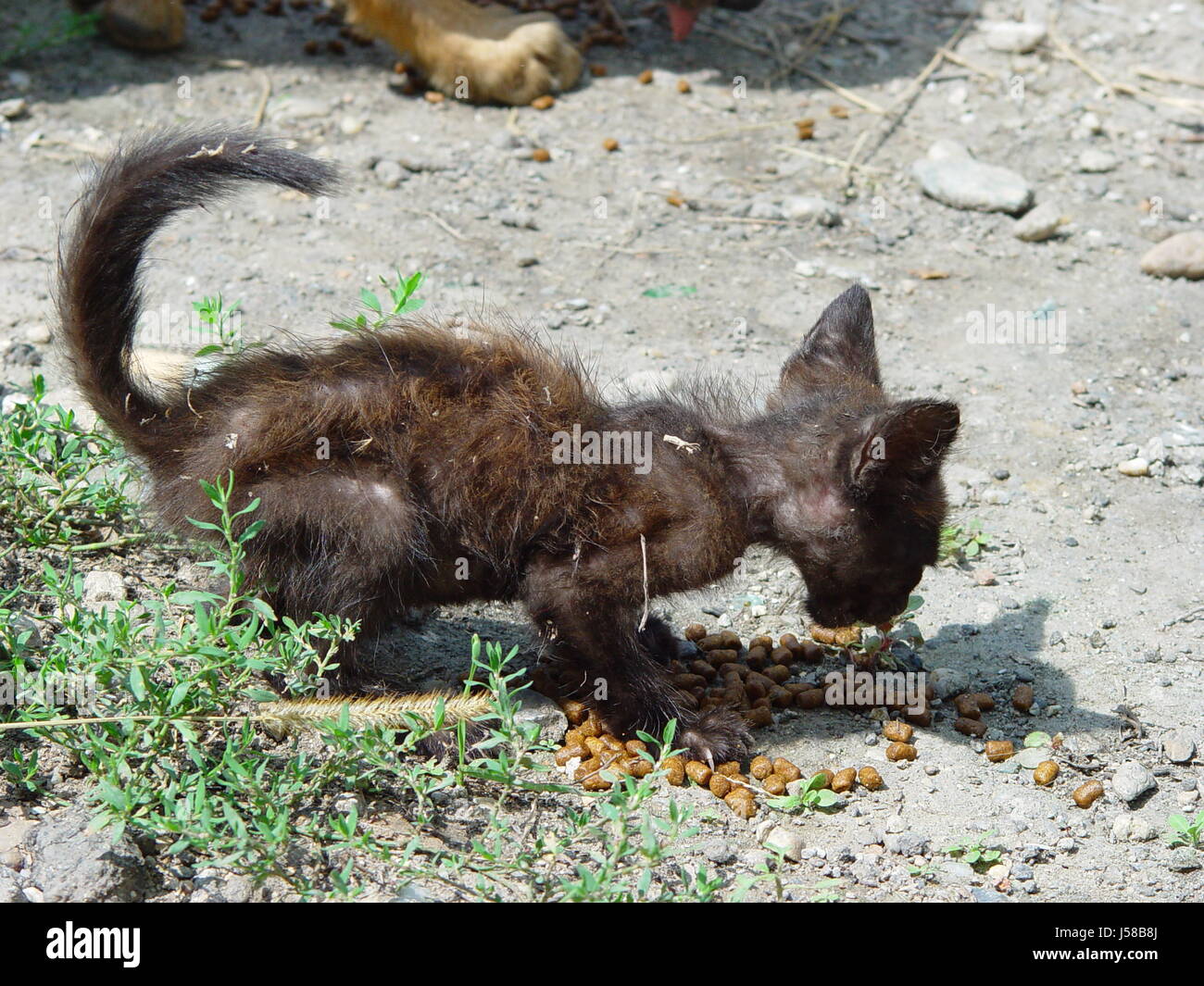 La faim la peau des animaux fourrage bucarest pussycat cat chat domestique streuner Banque D'Images