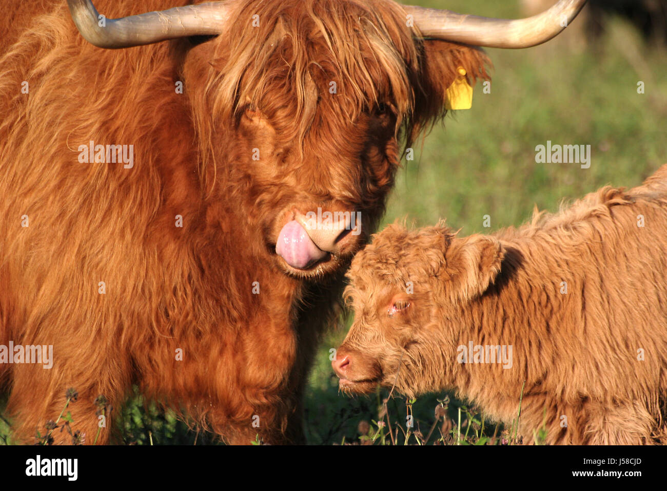La Highland cattle highland Banque D'Images