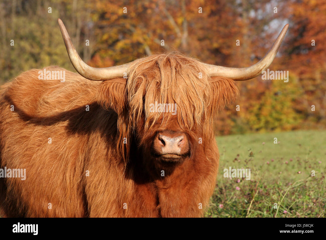La Highland cattle highland Banque D'Images