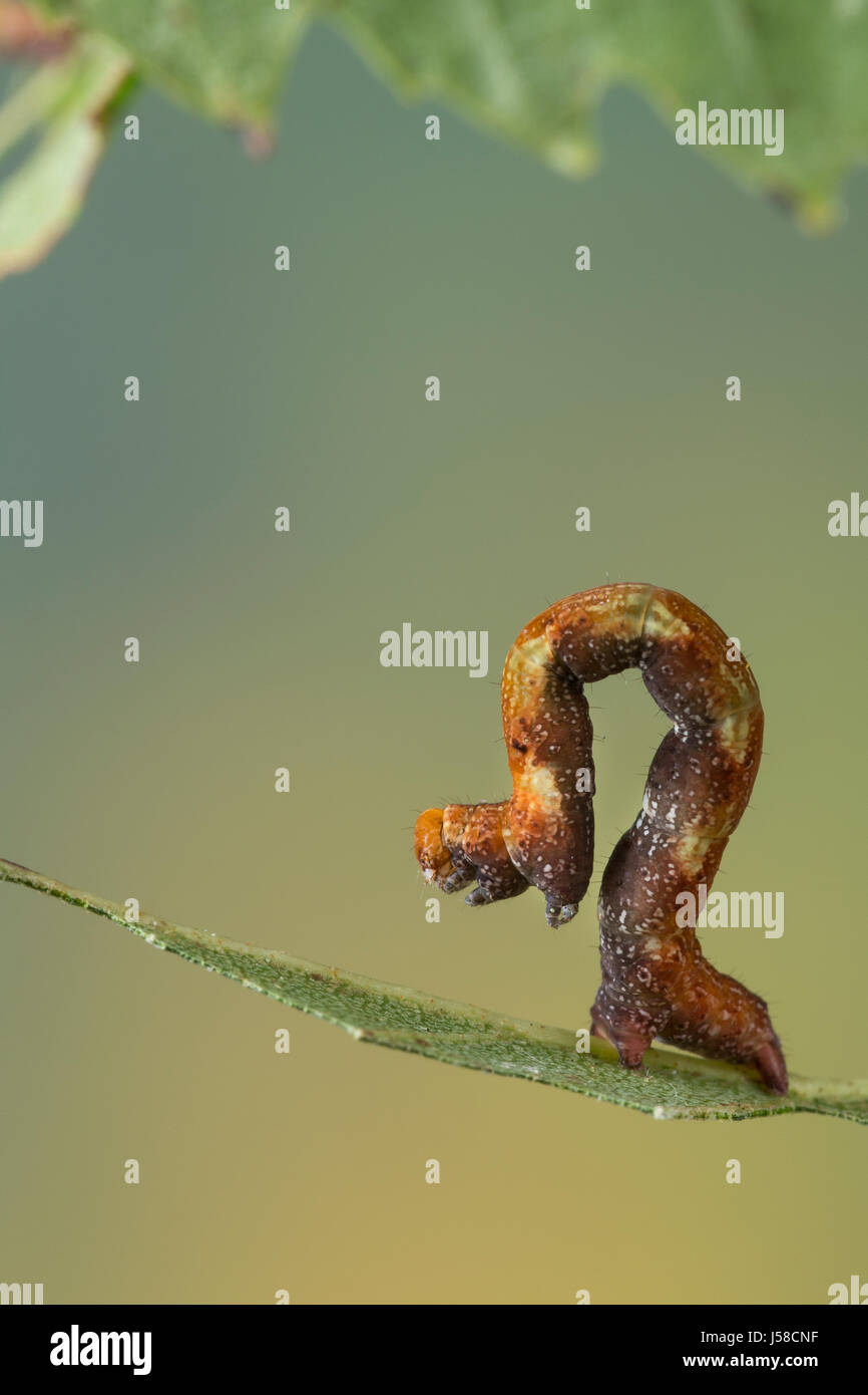 Birken-Gürtelpuppenspanner Ringfleckspanner Raupe, Weisser, un Spannerraupe frisst, Birke, Cyclophora albipunctata, Cosymbia coreana bouleau, moka, cate Banque D'Images