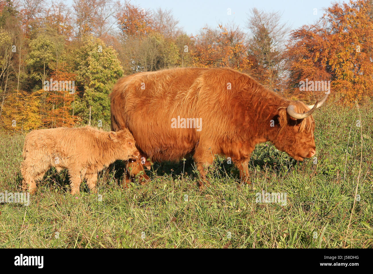 La peau des mammifères de l'espèce bovine maman ma mère cornets mères maman bétail brun rougeâtre. Banque D'Images