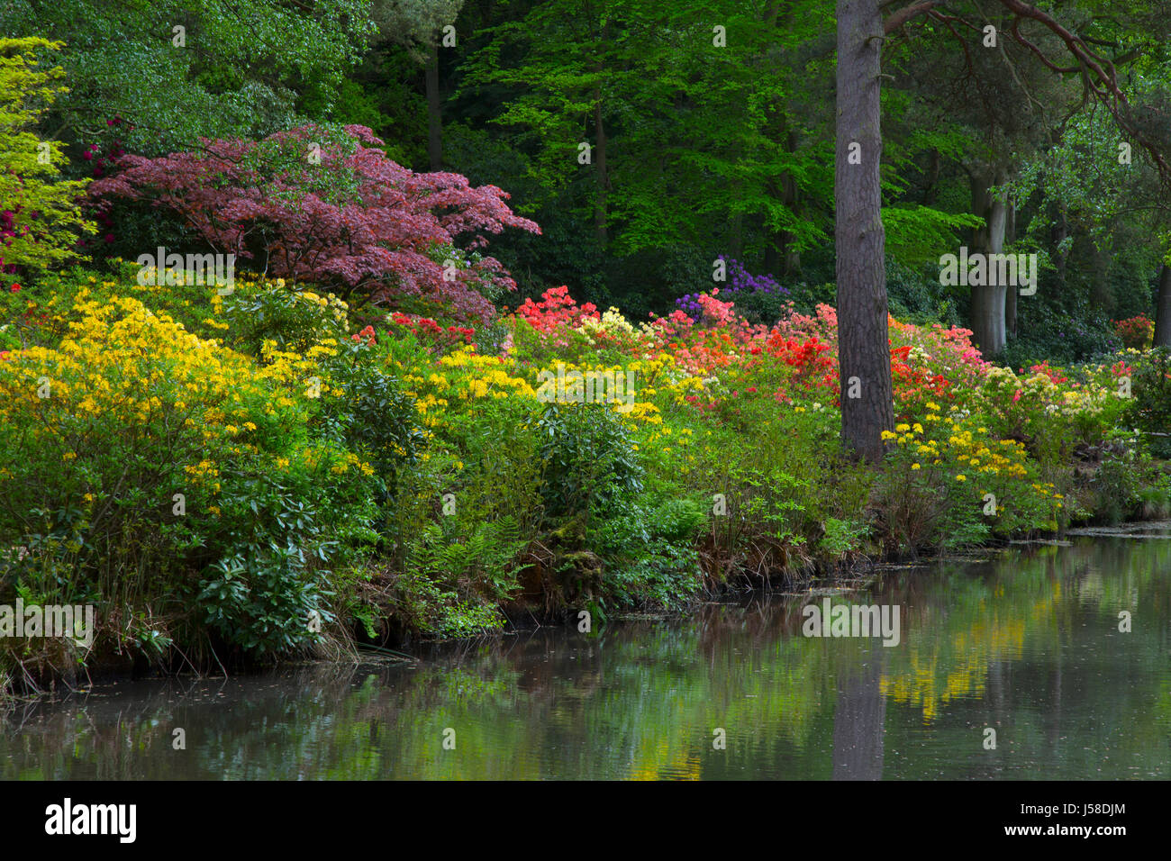 Les azalées et rhododendrons Stody Norfolk Lodge Gardens peut Banque D'Images