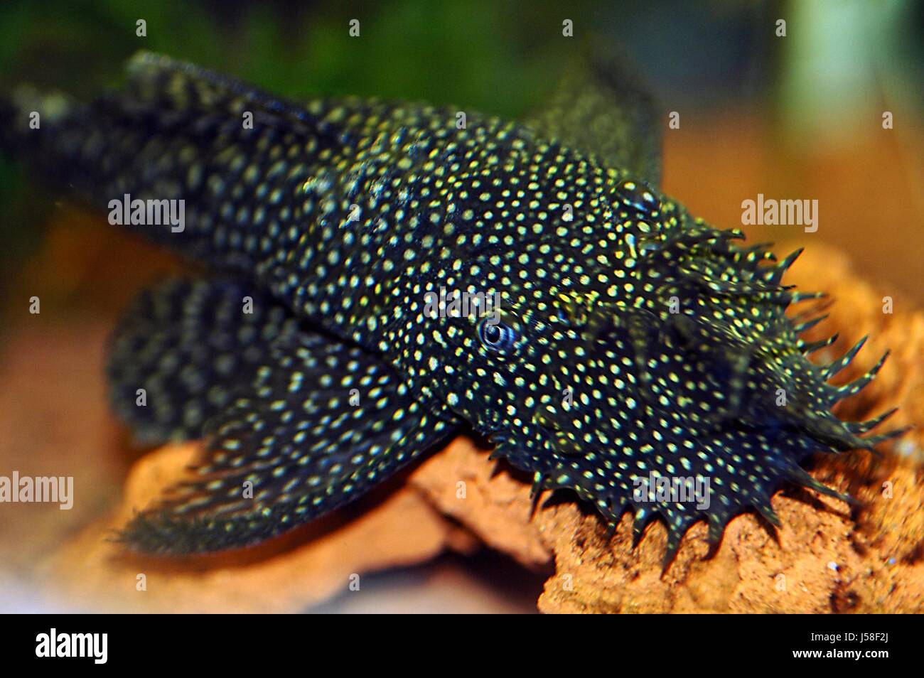 Macro Macro Close Up Admission Vue En Gros Poissons D