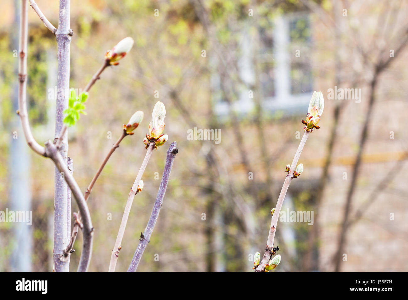 Branches de Marronnier Aesculus hippocastanum arbre () avec les bourgeons et les jeunes feuilles vertes en ville au printemps Banque D'Images