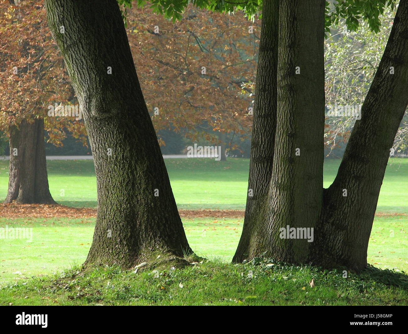 Tree park green haze le silence radio silence silence reste groupe nature automne Banque D'Images