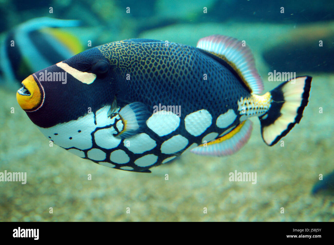 bouche jaune Banque D'Images