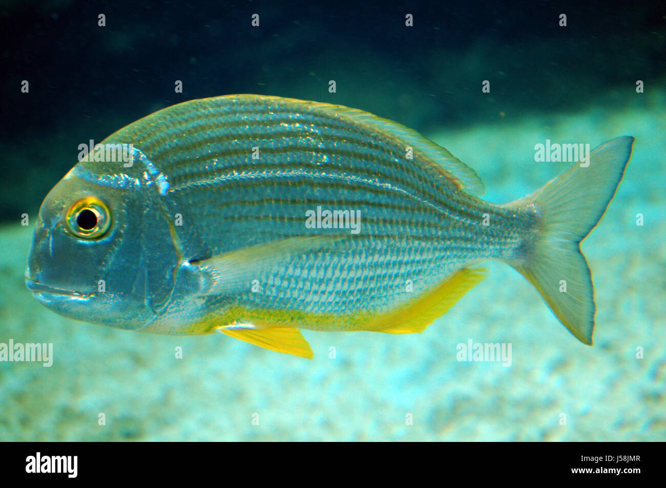 Nageoire ventrale jaune Banque D'Images
