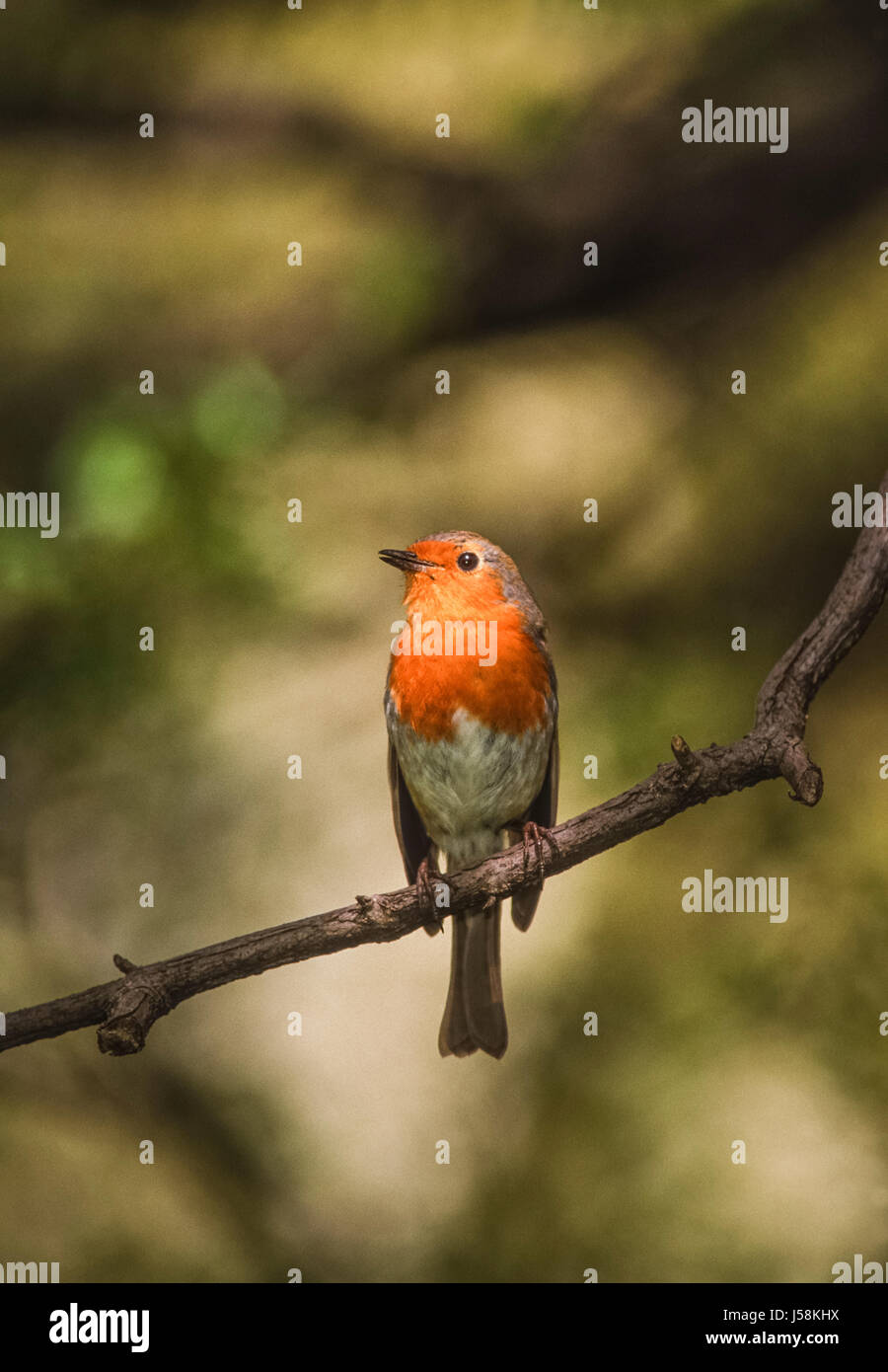 Robin européen, Erithacus rubecula aux abords, perché sur branch, Regents Park, Londres, Royaume-Uni Banque D'Images