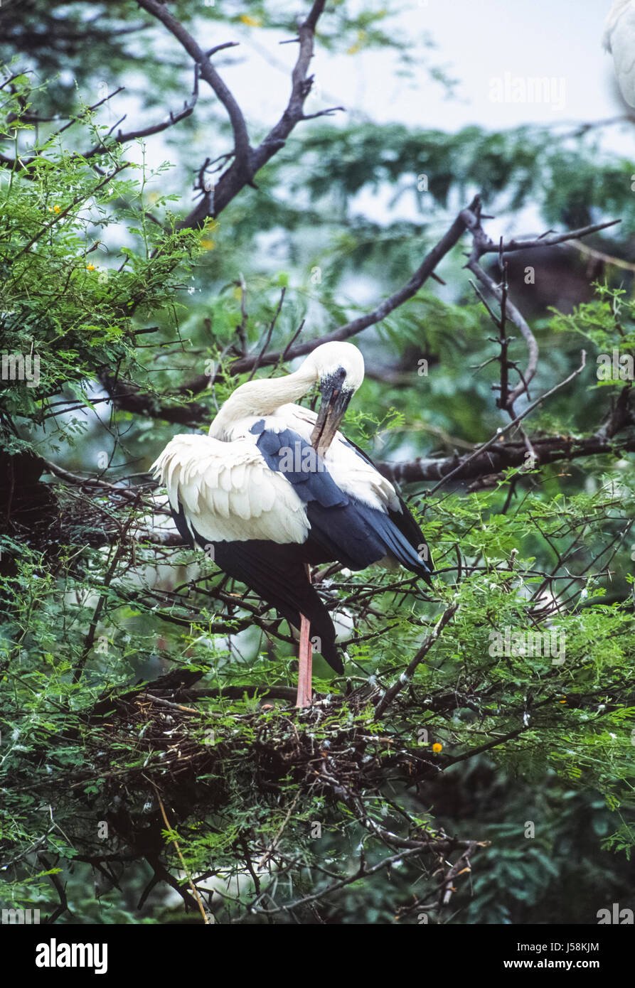 Asian Openbill ou asiatique Openbill Anastomus oscitante, Stork, colonie de nidification, le parc national de Keoladeo Ghana, Bharatpur, Rajasthan, Inde Banque D'Images