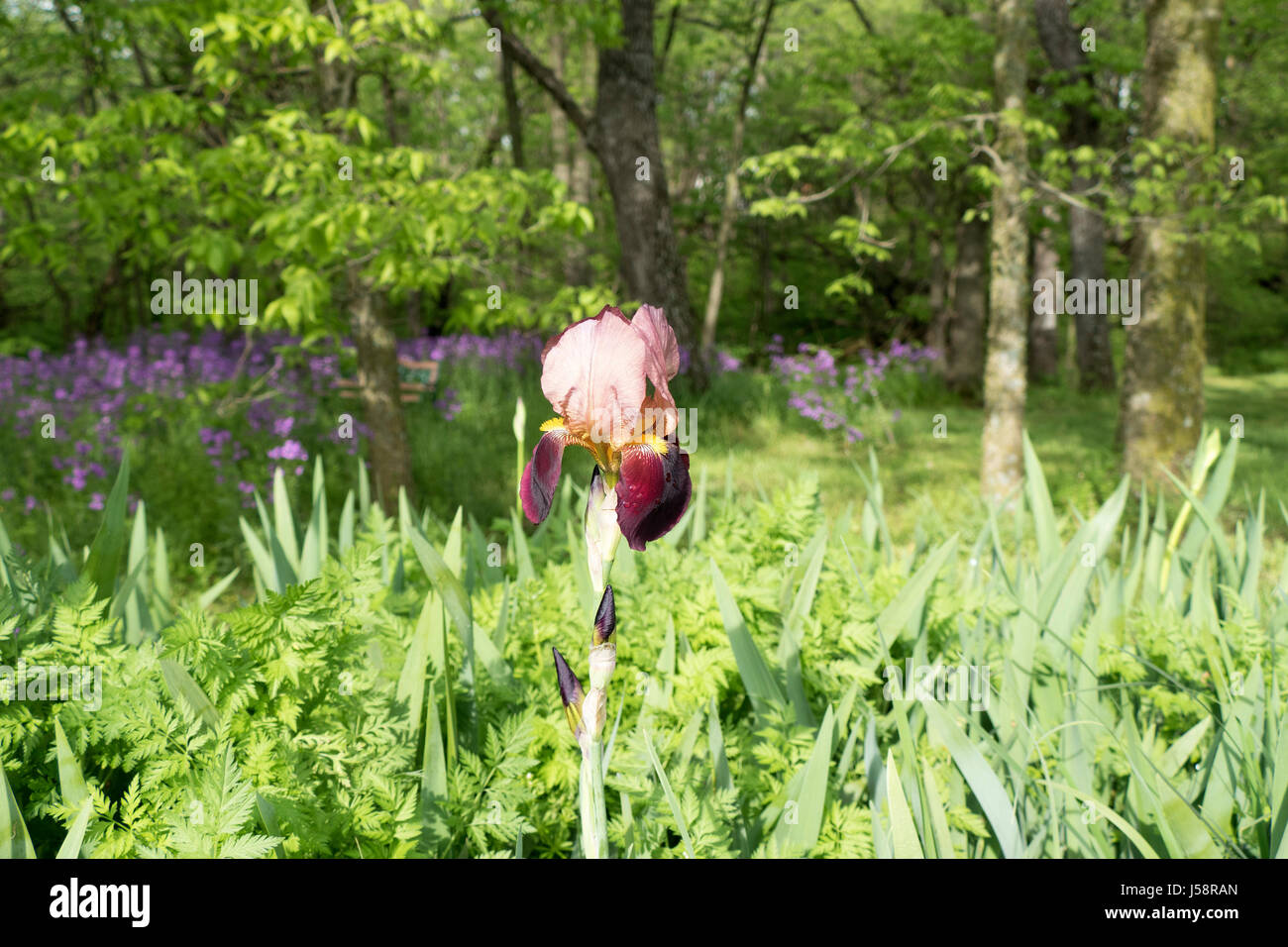 Sunlit Iris fleur dans beau parc mise Banque D'Images