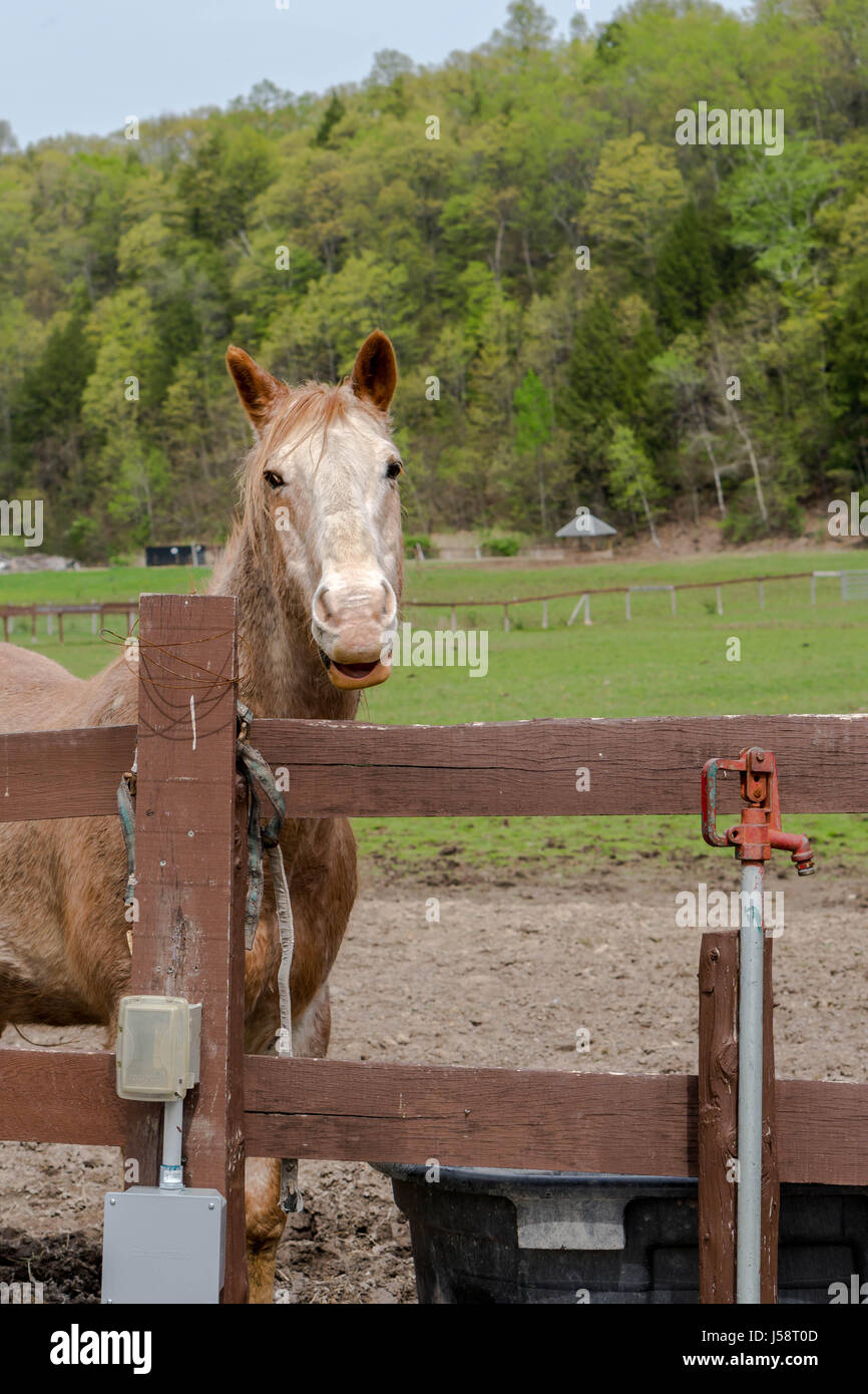 Cheval brun et blanc posant derrière une clôture à un refuge pour animaux Banque D'Images