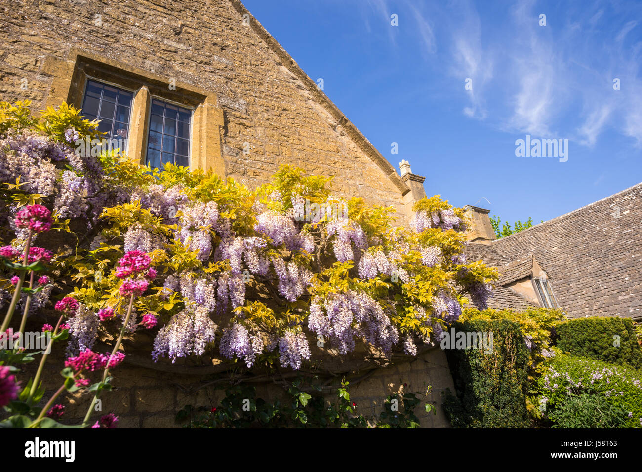 Wisteria floribunda croissant sur une maison en pierre de Cotswold, Angleterre, Grande-Bretagne UK flowering plant wall sinensis Banque D'Images