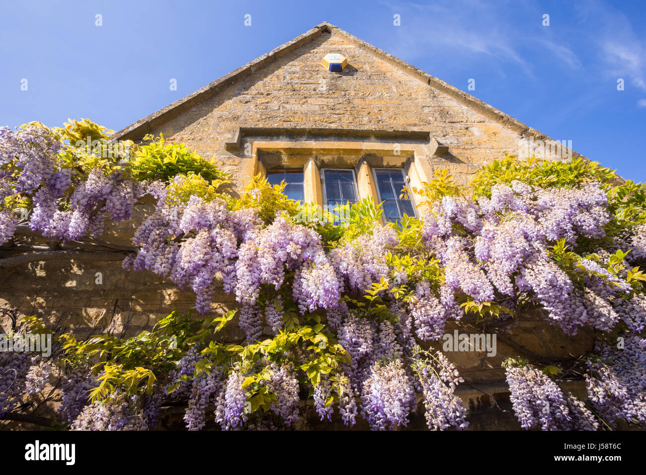 Wisteria floribunda croissant sur une maison en pierre de Cotswold, Angleterre, Grande-Bretagne UK flowering plant wall sinensis Banque D'Images