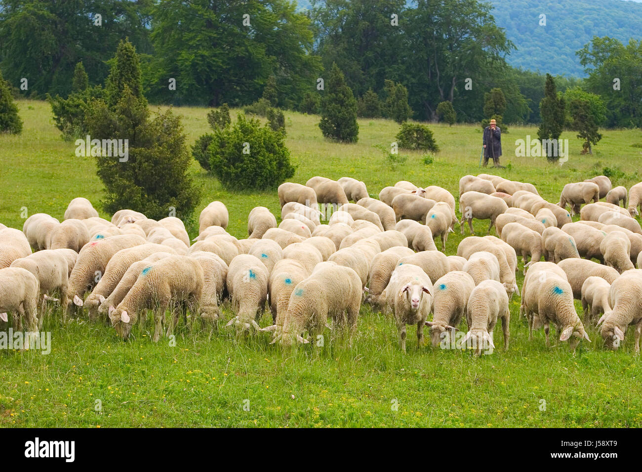 La santé du troupeau de moutons troupeau de moutons (pl.) schnucken forêt prairie berger Banque D'Images