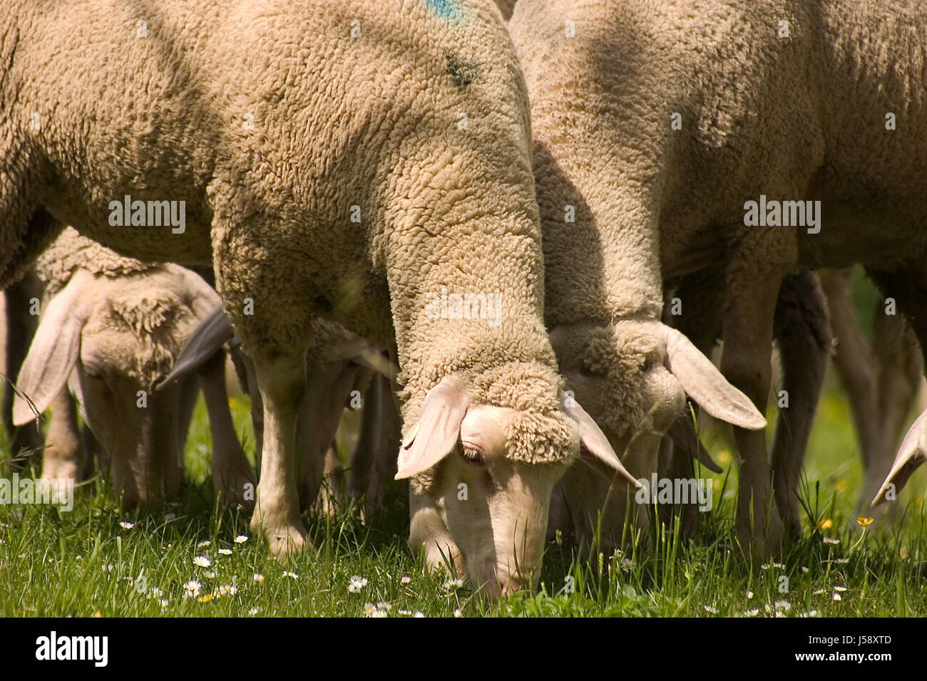 La santé du troupeau de moutons troupeau de moutons (pl.) schnucken vert pelouse herbe meadow Banque D'Images