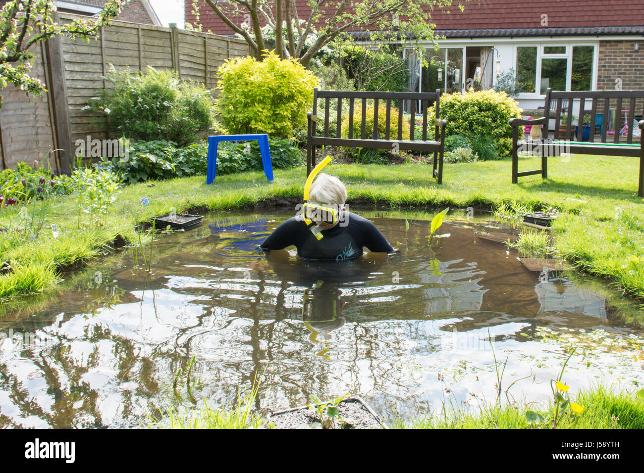 Young woman having fun wearing wetsuit, lunettes, tuba, dans petit jardin étang, déménagement Plantes de bassin. Avoir un rire. Juste pour le plaisir. Comme une blague. UK. Banque D'Images
