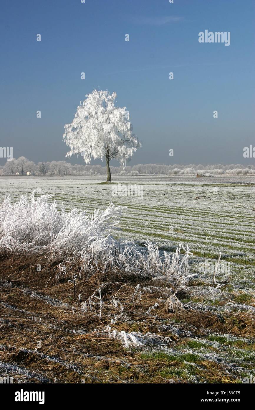 Arbre généalogique bleu froid hiver champ vide les champs mûrs de race blanche européenne hiver acres Banque D'Images