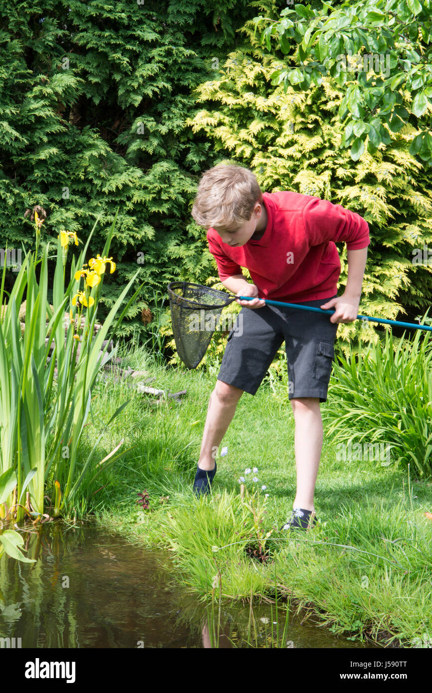 Garçon 11 ans plongeant dans l'étang net pour trouver les têtards et la faune. Sussex, UK. Peut Banque D'Images