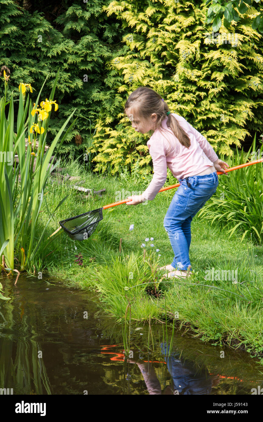 Quatre ans, fille, étang trempage, essayant d'attraper des têtards et autres animaux sauvages dans un étang de la faune, Jardin net. Sussex, UK. Peut Banque D'Images